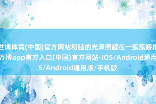 世博体育(中国)官方网站和睦的光泽照耀在一簇簇娇艳的花朵上-万博app官方入口(中国)官方网站-IOS/Android通用版/手机版